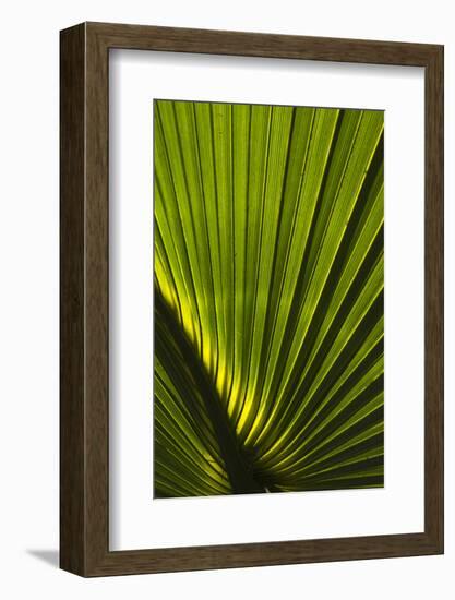 Saw Palmetto, Little St Simons Island, Barrier Islands, Georgia-Pete Oxford-Framed Photographic Print