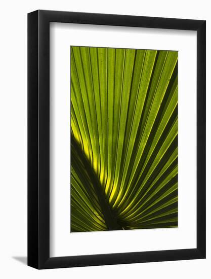 Saw Palmetto, Little St Simons Island, Barrier Islands, Georgia-Pete Oxford-Framed Photographic Print