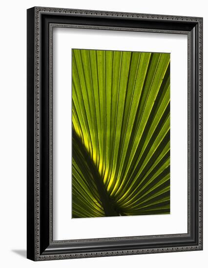 Saw Palmetto, Little St Simons Island, Barrier Islands, Georgia-Pete Oxford-Framed Photographic Print