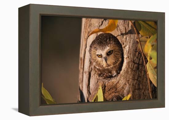 Saw-Whet Owl in Aspen Tree-W^ Perry Conway-Framed Premier Image Canvas