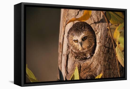 Saw-Whet Owl in Aspen Tree-W^ Perry Conway-Framed Premier Image Canvas