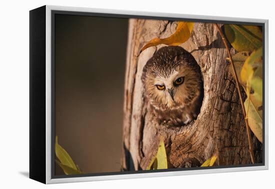 Saw-Whet Owl in Aspen Tree-W^ Perry Conway-Framed Premier Image Canvas