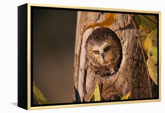 Saw-Whet Owl in Aspen Tree-W^ Perry Conway-Framed Premier Image Canvas