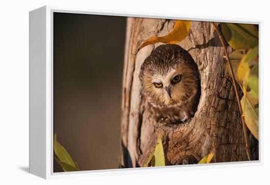 Saw-Whet Owl in Aspen Tree-W^ Perry Conway-Framed Premier Image Canvas