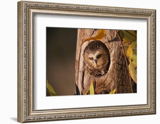 Saw-Whet Owl in Aspen Tree-W^ Perry Conway-Framed Photographic Print