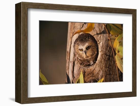 Saw-Whet Owl in Aspen Tree-W^ Perry Conway-Framed Photographic Print