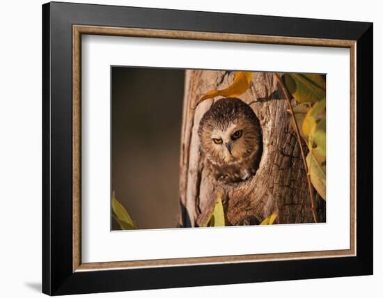 Saw-Whet Owl in Aspen Tree-W^ Perry Conway-Framed Photographic Print