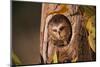 Saw-Whet Owl in Aspen Tree-W^ Perry Conway-Mounted Photographic Print