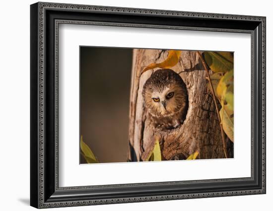 Saw-Whet Owl in Aspen Tree-W^ Perry Conway-Framed Photographic Print