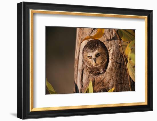 Saw-Whet Owl in Aspen Tree-W^ Perry Conway-Framed Photographic Print