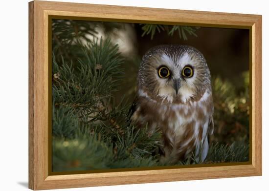 Saw-Whet Owl in Pine Tree-W^ Perry Conway-Framed Premier Image Canvas