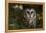 Saw-Whet Owl in Pine Tree-W^ Perry Conway-Framed Premier Image Canvas