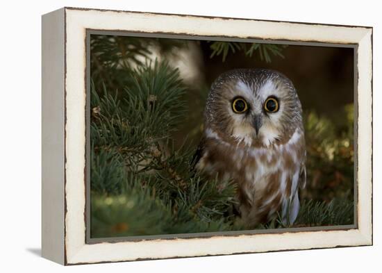 Saw-Whet Owl in Pine Tree-W^ Perry Conway-Framed Premier Image Canvas