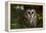 Saw-Whet Owl in Pine Tree-W^ Perry Conway-Framed Premier Image Canvas