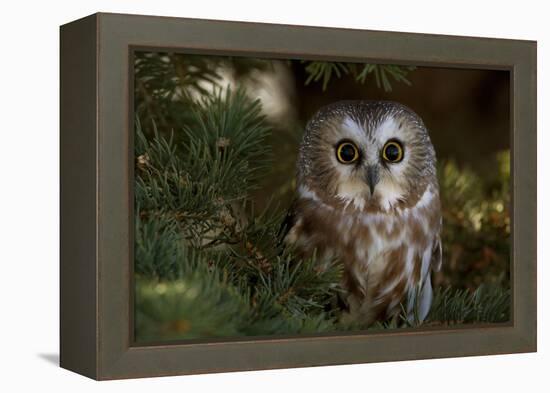 Saw-Whet Owl in Pine Tree-W^ Perry Conway-Framed Premier Image Canvas