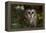 Saw-Whet Owl in Pine Tree-W^ Perry Conway-Framed Premier Image Canvas