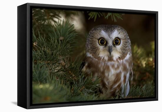 Saw-Whet Owl in Pine Tree-W^ Perry Conway-Framed Premier Image Canvas