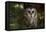 Saw-Whet Owl in Pine Tree-W^ Perry Conway-Framed Premier Image Canvas