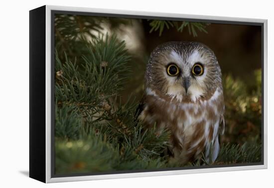 Saw-Whet Owl in Pine Tree-W^ Perry Conway-Framed Premier Image Canvas