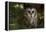 Saw-Whet Owl in Pine Tree-W^ Perry Conway-Framed Premier Image Canvas