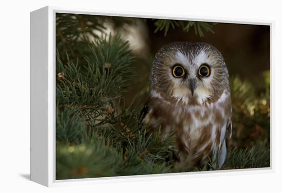 Saw-Whet Owl in Pine Tree-W^ Perry Conway-Framed Premier Image Canvas