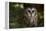 Saw-Whet Owl in Pine Tree-W^ Perry Conway-Framed Premier Image Canvas