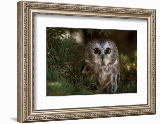 Saw-Whet Owl in Pine Tree-W^ Perry Conway-Framed Photographic Print