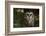 Saw-Whet Owl in Pine Tree-W^ Perry Conway-Framed Photographic Print