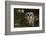 Saw-Whet Owl in Pine Tree-W^ Perry Conway-Framed Photographic Print