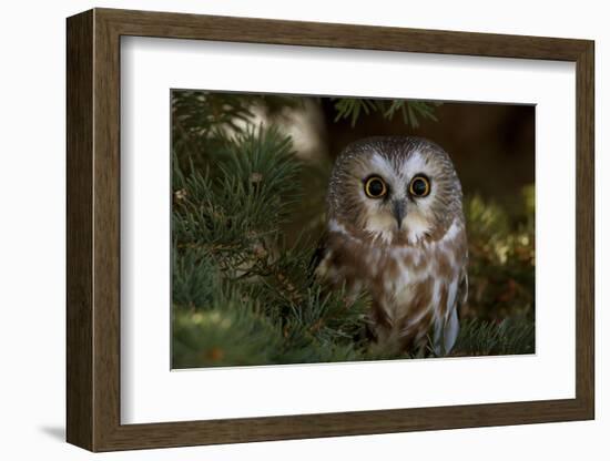 Saw-Whet Owl in Pine Tree-W^ Perry Conway-Framed Photographic Print