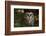 Saw-Whet Owl in Pine Tree-W^ Perry Conway-Framed Photographic Print