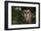 Saw-Whet Owl in Pine Tree-W^ Perry Conway-Framed Photographic Print