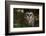 Saw-Whet Owl in Pine Tree-W^ Perry Conway-Framed Photographic Print