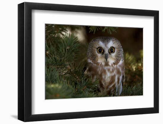 Saw-Whet Owl in Pine Tree-W^ Perry Conway-Framed Photographic Print