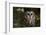 Saw-Whet Owl in Pine Tree-W^ Perry Conway-Framed Photographic Print