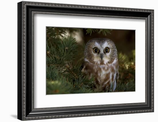 Saw-Whet Owl in Pine Tree-W^ Perry Conway-Framed Photographic Print