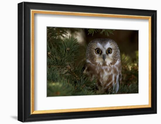 Saw-Whet Owl in Pine Tree-W^ Perry Conway-Framed Photographic Print