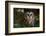 Saw-Whet Owl in Pine Tree-W^ Perry Conway-Framed Photographic Print