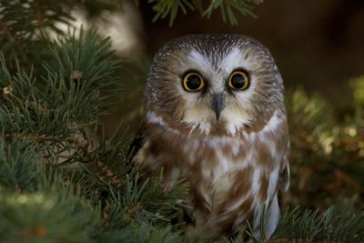 'Saw-Whet Owl in Pine Tree' Photographic Print - W. Perry Conway | Art.com