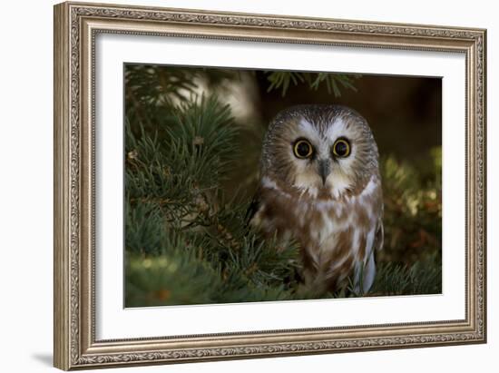 Saw-Whet Owl in Pine Tree-W^ Perry Conway-Framed Photographic Print