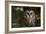 Saw-Whet Owl in Pine Tree-W^ Perry Conway-Framed Photographic Print