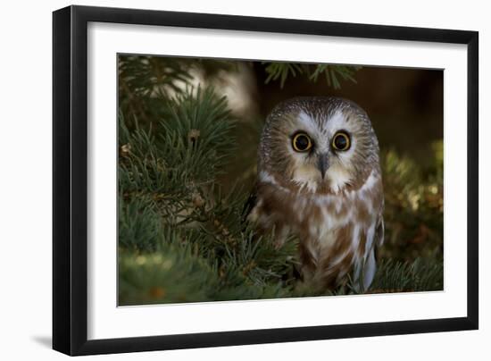 Saw-Whet Owl in Pine Tree-W^ Perry Conway-Framed Photographic Print