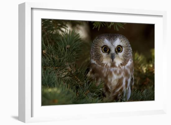 Saw-Whet Owl in Pine Tree-W^ Perry Conway-Framed Photographic Print