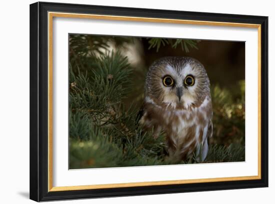 Saw-Whet Owl in Pine Tree-W^ Perry Conway-Framed Photographic Print