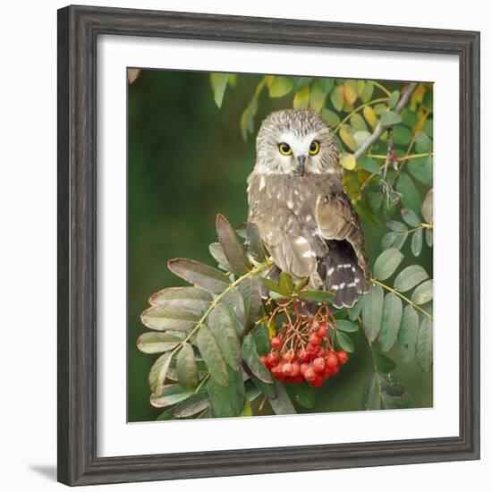 Saw-Whet Owl Perched in Rowan Tree-null-Framed Photographic Print