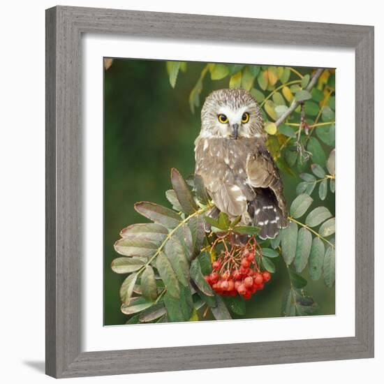 Saw-Whet Owl Perched in Rowan Tree-null-Framed Photographic Print