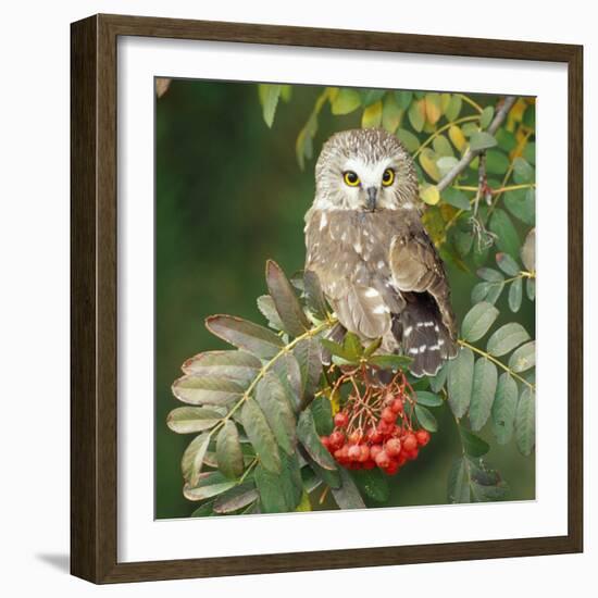 Saw-Whet Owl Perched in Rowan Tree-null-Framed Photographic Print