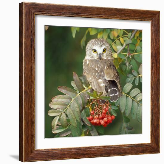 Saw-Whet Owl Perched in Rowan Tree-null-Framed Photographic Print