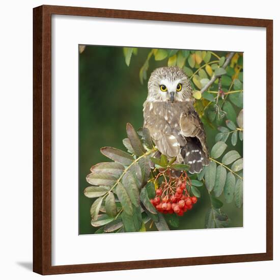 Saw-Whet Owl Perched in Rowan Tree-null-Framed Photographic Print