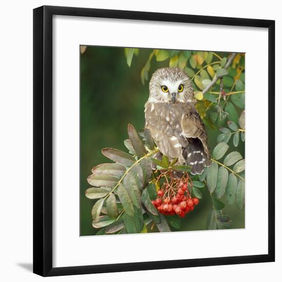 Saw-Whet Owl Perched in Rowan Tree-null-Framed Photographic Print